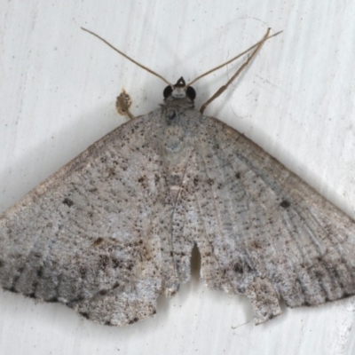 Taxeotis (genus) (Unidentified Taxeotis geometer moths) at Ainslie, ACT - 3 Dec 2019 by jbromilow50