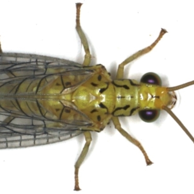 Calochrysa extranea (A green lacewing) at Ainslie, ACT - 3 Dec 2019 by jb2602