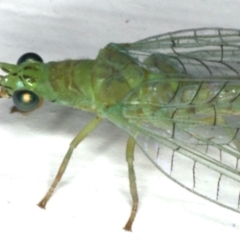 Mallada signatus (Green Lacewing) at Ainslie, ACT - 3 Dec 2019 by jbromilow50