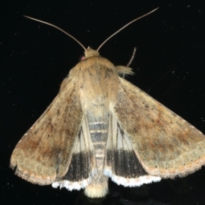 Helicoverpa punctigera at Ainslie, ACT - 3 Dec 2019 08:40 PM