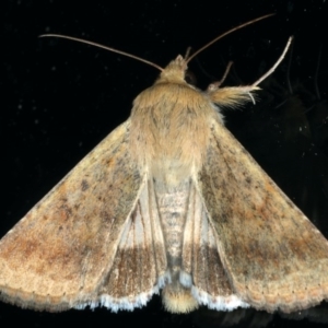 Helicoverpa punctigera at Ainslie, ACT - 3 Dec 2019