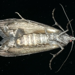 Aphomia baryptera at Ainslie, ACT - 3 Dec 2019