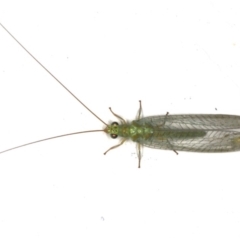 Mallada signatus (Green Lacewing) at Ainslie, ACT - 4 Dec 2019 by jb2602