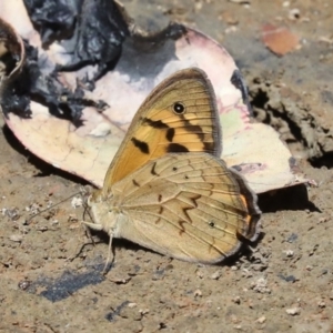 Heteronympha merope at Hall, ACT - 4 Dec 2019