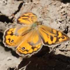 Heteronympha merope at Hall, ACT - 4 Dec 2019