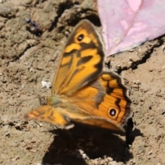 Heteronympha merope at Hall, ACT - 4 Dec 2019