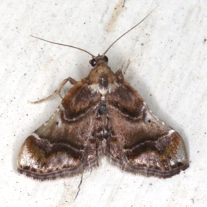 Scenedra decoratalis at Ainslie, ACT - 4 Dec 2019 08:43 PM