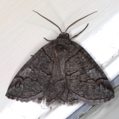 Austroterpna paratorna (Rounded Grey (Geometrinae)) at Ainslie, ACT - 4 Dec 2019 by jb2602