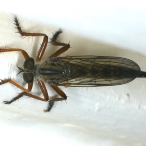 Cerdistus sp. (genus) at Ainslie, ACT - 5 Dec 2019