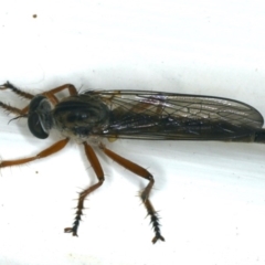 Cerdistus sp. (genus) at Ainslie, ACT - 5 Dec 2019