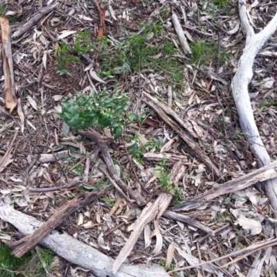 Asparagus asparagoides (Bridal Creeper, Florist's Smilax) at Campbell, ACT - 25 Jul 2020 by SilkeSma