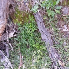 Asparagus asparagoides (Bridal Creeper, Florist's Smilax) at Campbell, ACT - 25 Jul 2020 by SilkeSma