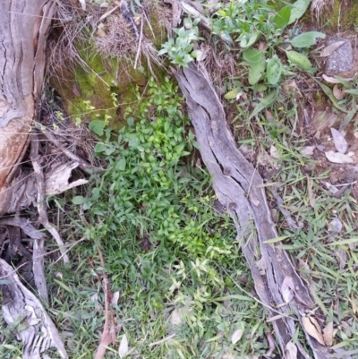 Asparagus asparagoides (Bridal Creeper, Florist's Smilax) at Mount Ainslie - 24 Jul 2020 by SilkeSma