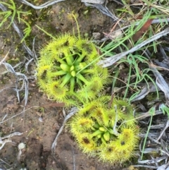 Drosera (genus) (A Sundew) at Molonglo Valley, ACT - 24 Jul 2020 by JaneR