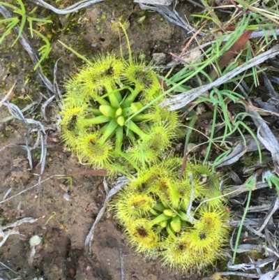 Drosera (genus) (A Sundew) at Molonglo Valley, ACT - 24 Jul 2020 by JaneR