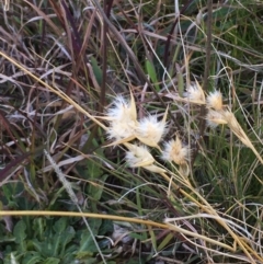 Rytidosperma sp. (Wallaby Grass) at National Arboretum Forests - 24 Jul 2020 by JaneR