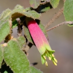 Correa reflexa var. reflexa (Common Correa, Native Fuchsia) at Coree, ACT - 25 Jul 2020 by Kurt