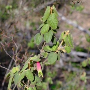 Correa reflexa var. reflexa at Coree, ACT - 25 Jul 2020 11:55 AM