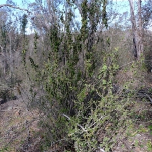 Correa reflexa var. reflexa at Coree, ACT - 25 Jul 2020