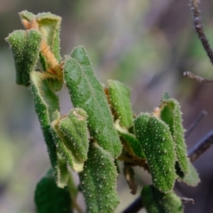 Correa reflexa var. reflexa at Coree, ACT - 25 Jul 2020