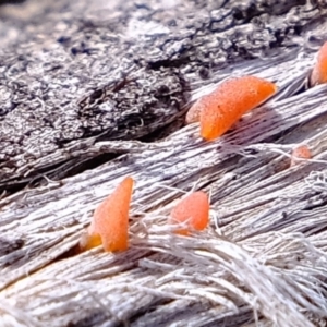 Dacryopinax spathularia at Uriarra Village, ACT - 25 Jul 2020