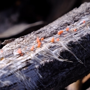 Dacryopinax spathularia at Uriarra Village, ACT - 25 Jul 2020