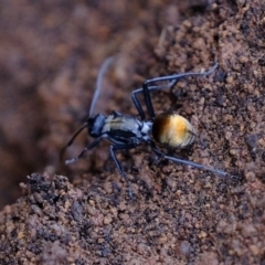 Polyrhachis ammon at Uriarra Village, ACT - 25 Jul 2020