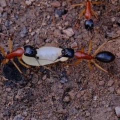 Camponotus nigriceps (Black-headed sugar ant) at Uriarra Village, ACT - 25 Jul 2020 by Kurt