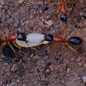 Camponotus nigriceps at Uriarra Village, ACT - 25 Jul 2020