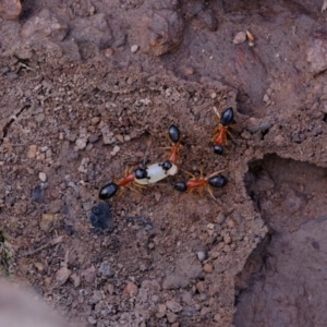 Camponotus nigriceps at Uriarra Village, ACT - 25 Jul 2020 12:26 PM