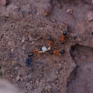 Camponotus nigriceps at Uriarra Village, ACT - 25 Jul 2020