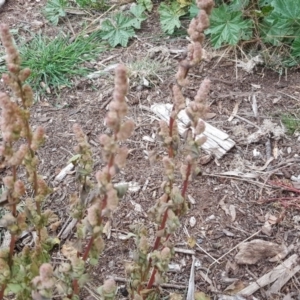 Amaranthus retroflexus at Yarralumla, ACT - 24 Jul 2020