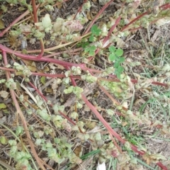 Amaranthus retroflexus at Yarralumla, ACT - 24 Jul 2020