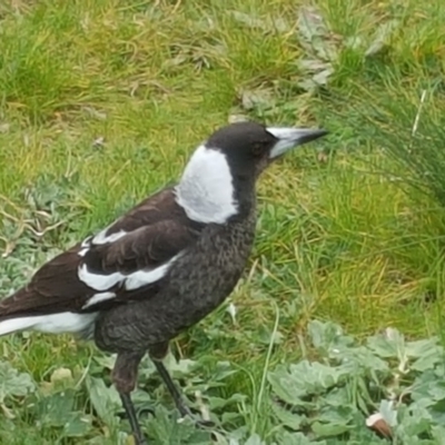 Gymnorhina tibicen (Australian Magpie) at Lake Burley Griffin West - 24 Jul 2020 by Mike