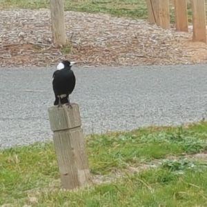 Gymnorhina tibicen at Yarralumla, ACT - 24 Jul 2020