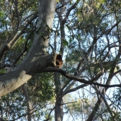 Native tree with hollow(s) (Native tree with hollow(s)) at Moruya Heads, NSW - 24 Jul 2020 by nickhopkins