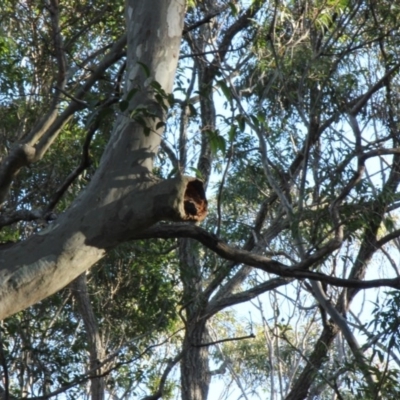 Native tree with hollow(s) (Native tree with hollow(s)) at Eurobodalla National Park - 24 Jul 2020 by nickhopkins