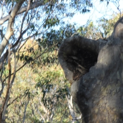 Native tree with hollow(s) (Native tree with hollow(s)) at Eurobodalla National Park - 24 Jul 2020 by nickhopkins