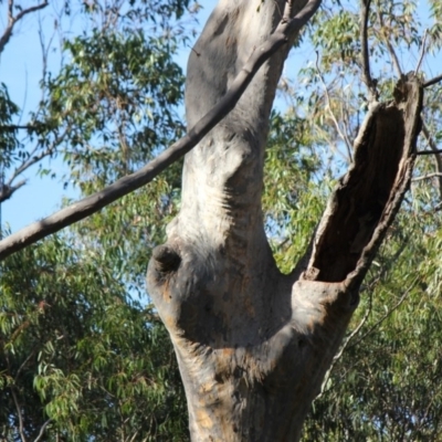 Native tree with hollow(s) (Native tree with hollow(s)) at Eurobodalla National Park - 25 Jul 2020 by nickhopkins