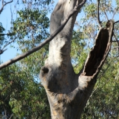 Native tree with hollow(s) (Native tree with hollow(s)) at Moruya Heads, NSW - 25 Jul 2020 by nickhopkins