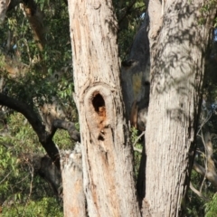 Native tree with hollow(s) (Native tree with hollow(s)) at Moruya Heads, NSW - 25 Jul 2020 by nickhopkins