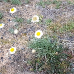 Leucochrysum albicans subsp. tricolor at Queanbeyan West, NSW - 25 Jul 2020