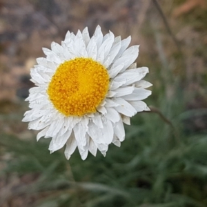 Leucochrysum albicans subsp. tricolor at Queanbeyan West, NSW - 25 Jul 2020 02:04 PM