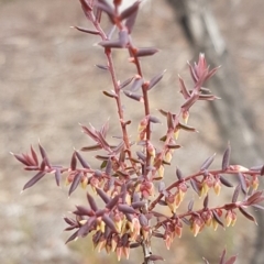 Leucopogon fletcheri subsp. brevisepalus at Queanbeyan West, NSW - 25 Jul 2020