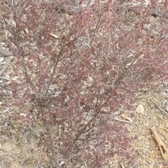 Leucopogon fletcheri subsp. brevisepalus at Queanbeyan West, NSW - 25 Jul 2020