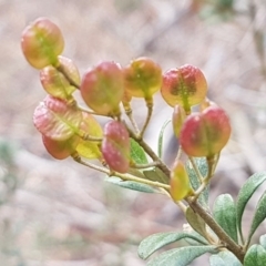 Bursaria spinosa subsp. lasiophylla (Australian Blackthorn) at Queanbeyan West, NSW - 25 Jul 2020 by trevorpreston