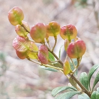 Bursaria spinosa subsp. lasiophylla (Australian Blackthorn) at Queanbeyan West, NSW - 25 Jul 2020 by trevorpreston