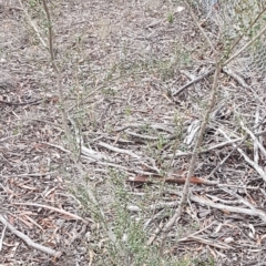 Bursaria spinosa subsp. lasiophylla at Queanbeyan West, NSW - 25 Jul 2020