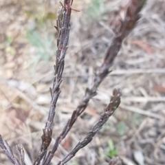 Dillwynia sp. at Queanbeyan West, NSW - 25 Jul 2020 by trevorpreston