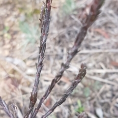Dillwynia sp. at Queanbeyan West, NSW - 25 Jul 2020 by tpreston